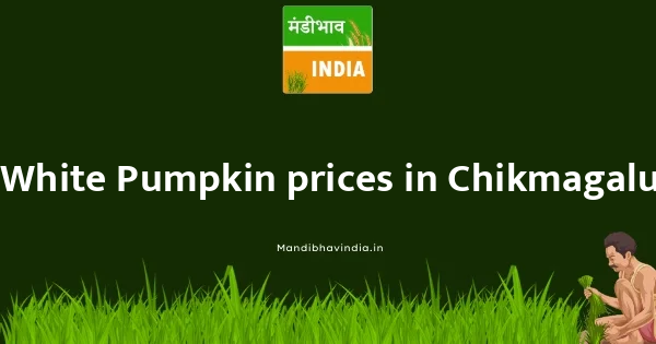 White Pumpkin price